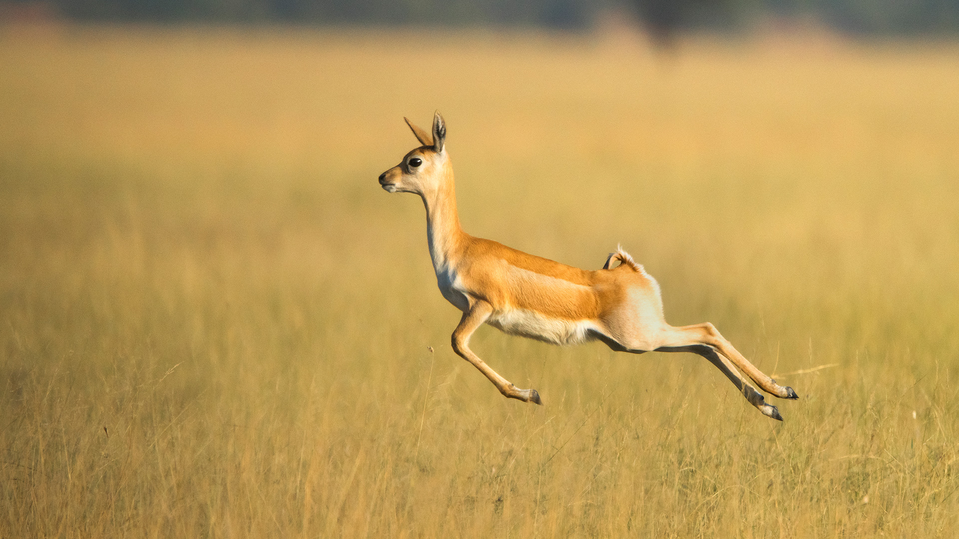 Back to Wild - Photography & Art Exhibition